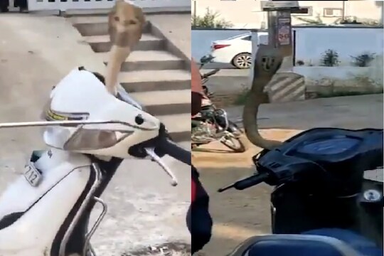 स्कूटीत लपून बसला होता कोब्रा साप.