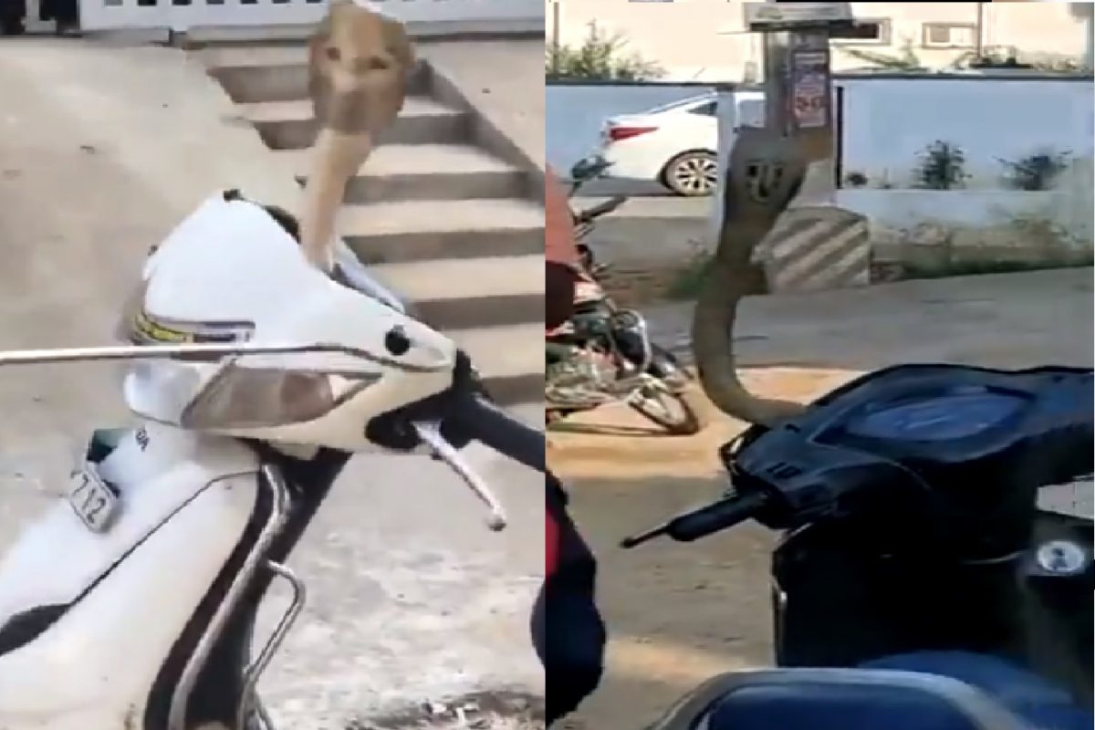 स्कूटीत लपून बसला होता कोब्रा साप.