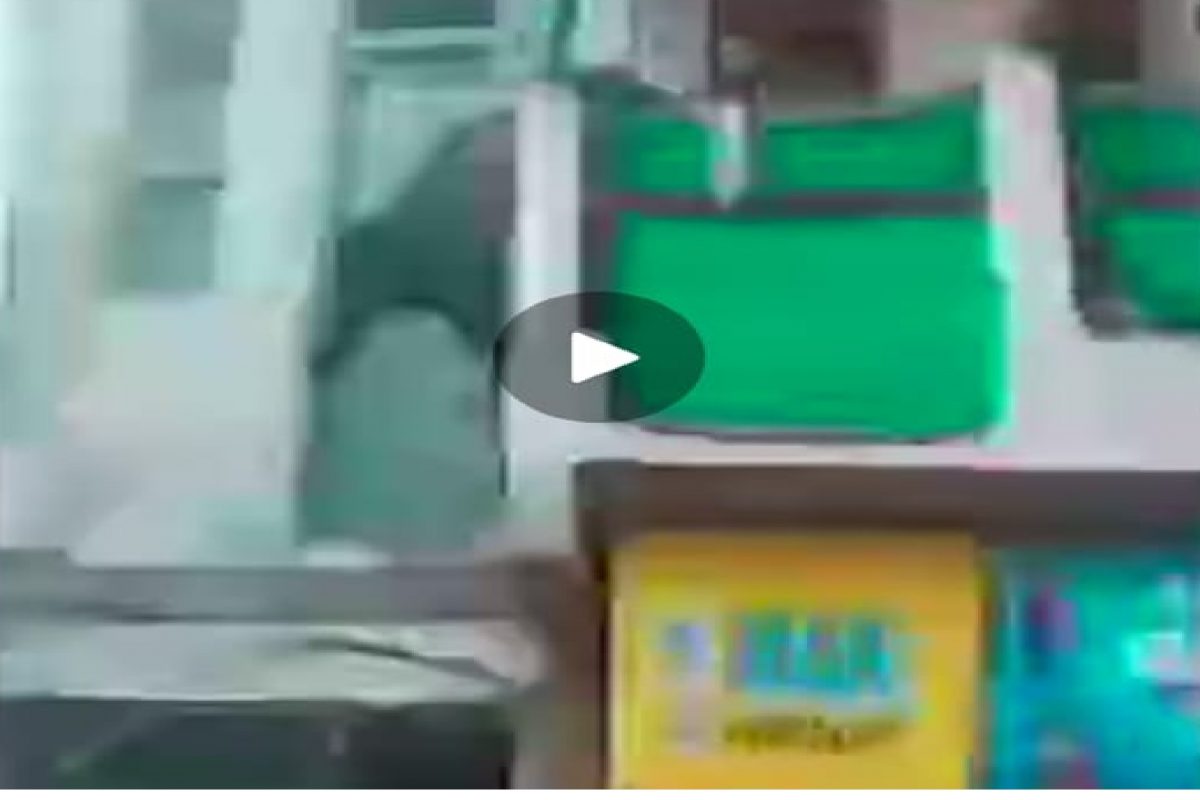 गायीची आत्महत्या म्हणून VIDEO VIRAL; प्रत्यक्षात तिथं काय घडलं इथं पाहा