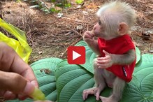 माकडाच्या पिल्लाचा क्यूटनेस नेटकऱ्यांना घालतोय भुरळ, पाहा Viral Video