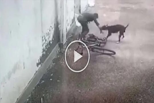 कुत्र्याने मुलावर केला भयंकर हल्ला.