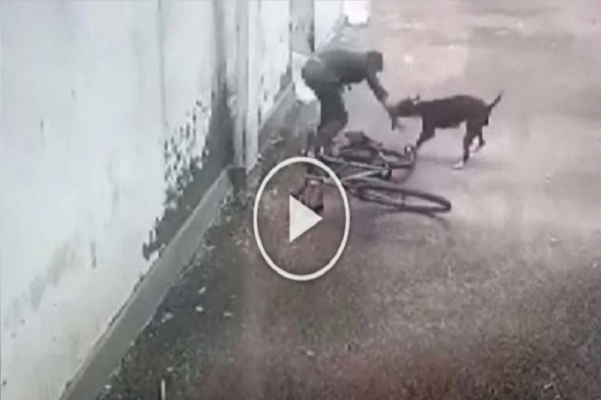 कुत्र्याने मुलावर केला भयंकर हल्ला.