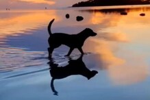 कुत्र्याची जादुई शैली पाहून थक्क झाले लोक... पाण्यावर Walk करताना Video Viral