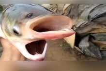 एकाच माशाला दोन तोंड, चार डोळे, हा चमत्कार आहे की दुसरं काही? पाहा VIDEO एकाच माशाला दोन तोंड, चार डोळे, हा चमत्कार आहे की दुसरं काही? पाहा VIDEO