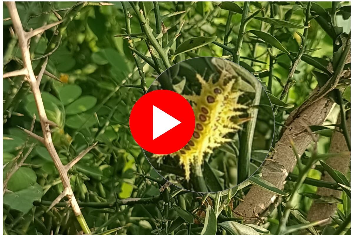 Video : शेतकऱ्यांच्या कामात घोणस अळीचा अडथळा, विषारी दंश झाला तर लगेच करा 'हे' उपाय