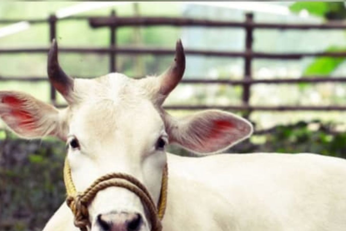 `या` प्राण्यांमुळे जीवनातली नकारात्मकता, वास्तुदोष होऊ शकतो दूर