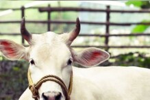 `या` प्राण्यांमुळे जीवनातली नकारात्मकता, वास्तुदोष होऊ शकतो दूर