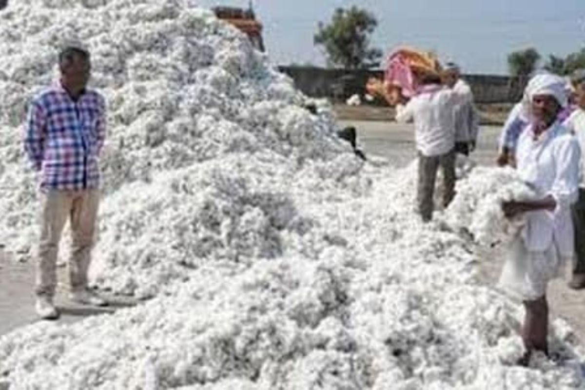 कापसाचे भाव उतरले, हिवाळ्यात कपडे खरेदी स्वस्त होणार का?