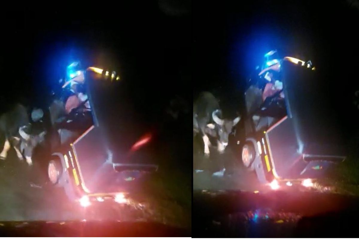 VIDEO: जंगली रेड्याने चालकासह पूर्ण ऑटोरिक्षा शिंगावर उचलली अन्..., घटनेचा थरार कॅमेऱ्यात कैद