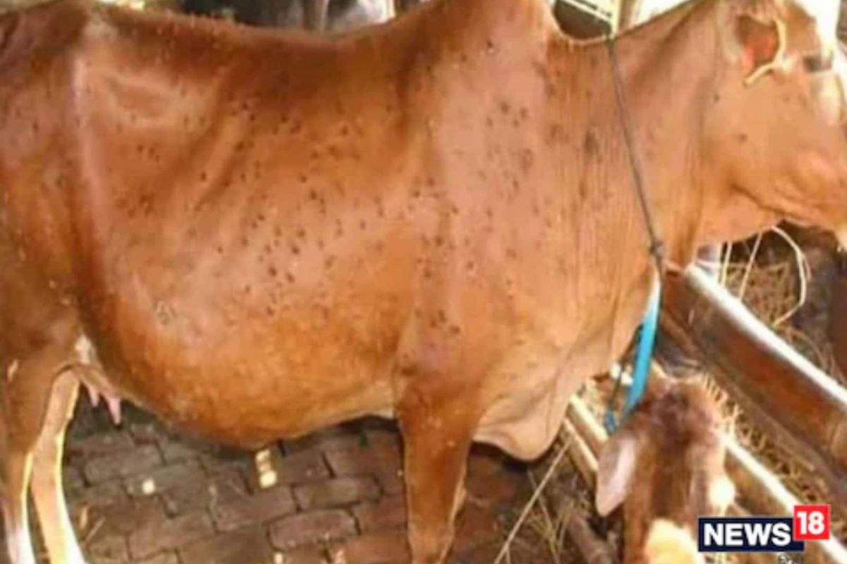 लम्पी व्हायरसचा दुधावरही परिणाम? माणसांसाठी हे हानिकारक ठरेल का? तज्ज्ञांनी दिली उत्तरं