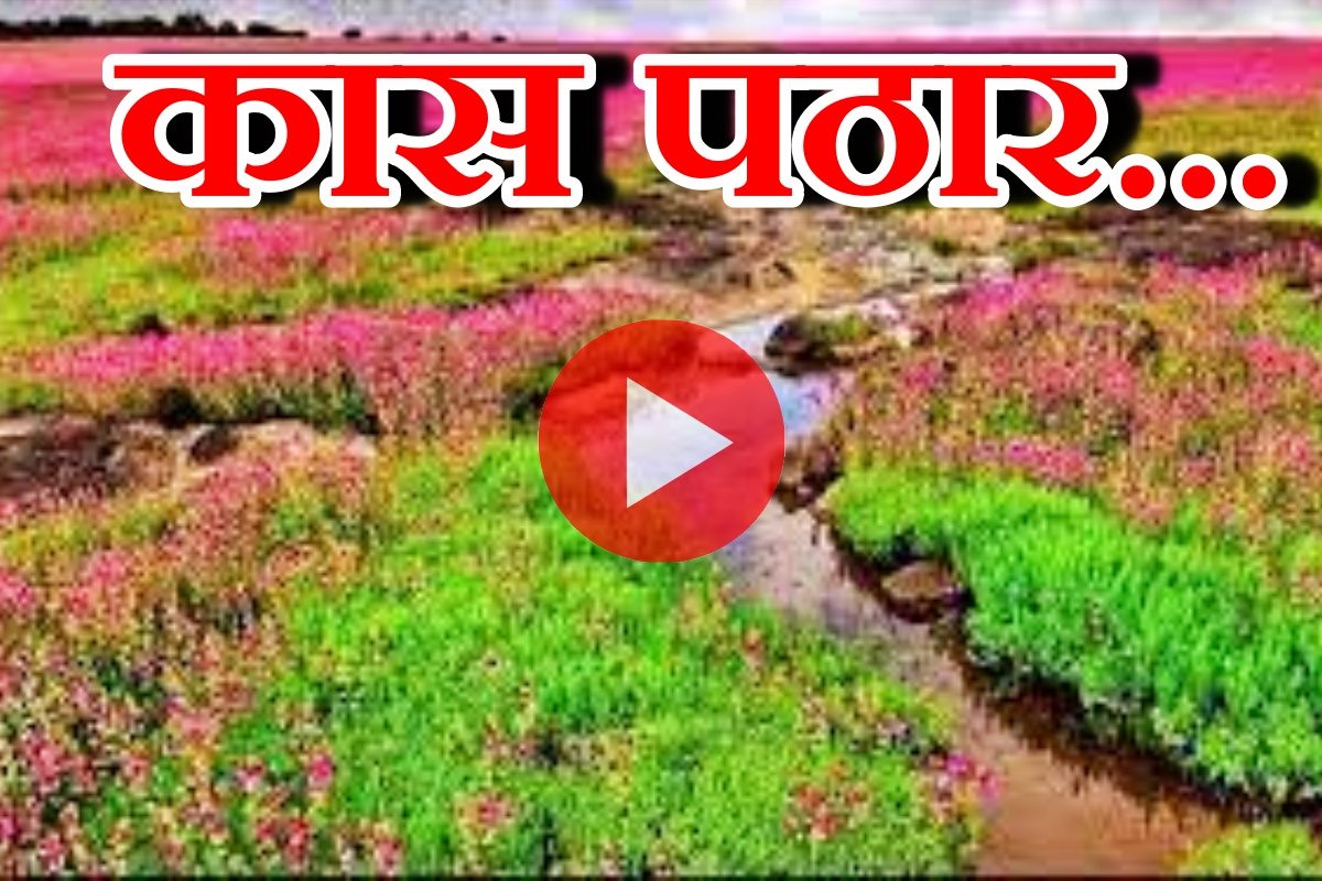 Video : सौंदर्याचा खजिना 'कास पठार' फुलले, निसर्ग वाचवण्यासाठी पहिल्यांदाच खास उपाय