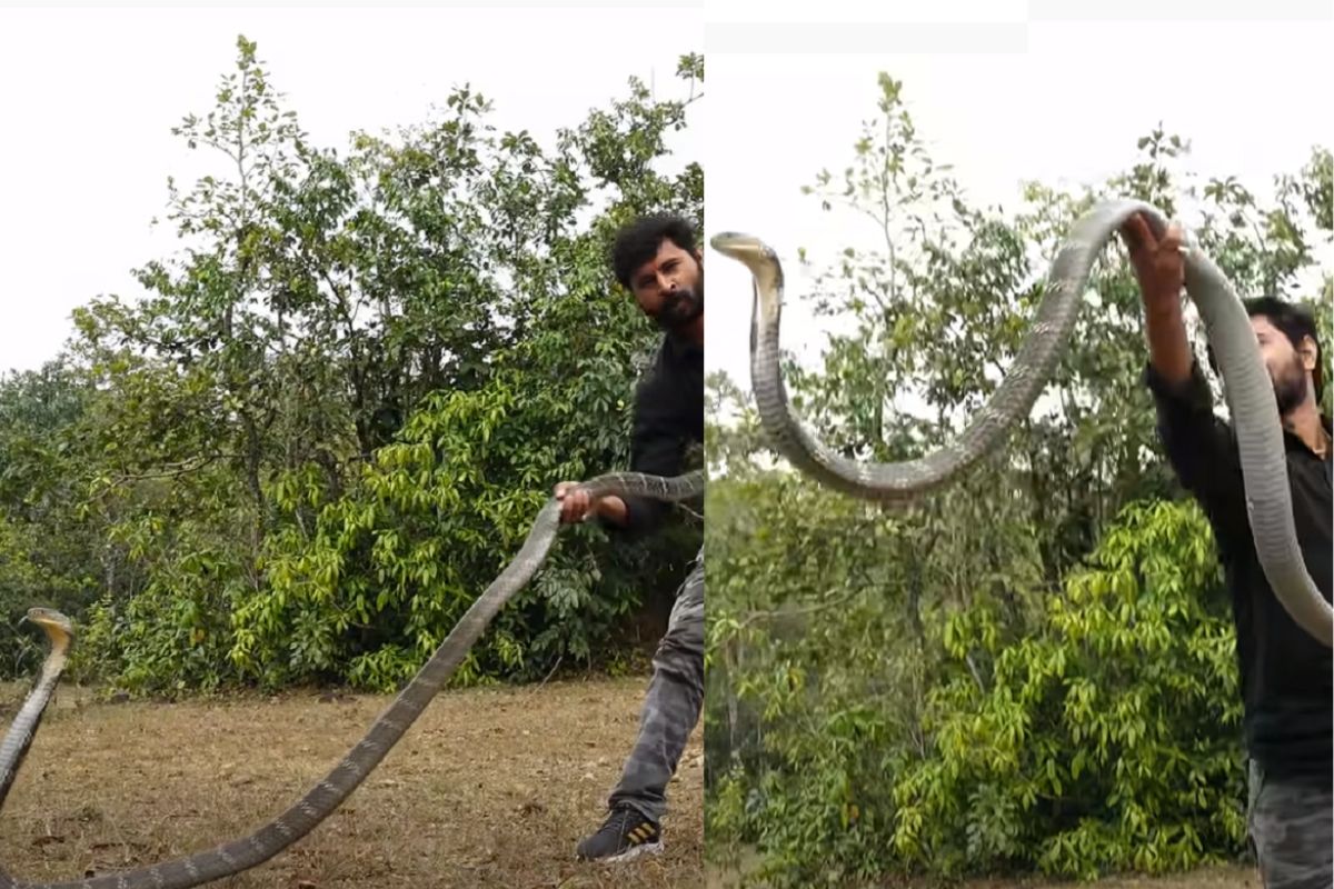 किंग कोब्रासोबत तरुण खेळू लागला, पण शेवटी जे घडलं ते पाहून तुम्ही हादरून जाल, पाहा Viral Video