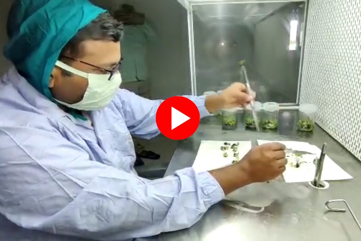 Success Story : नोकरी सोडून शेतकऱ्यांसाठी उभारली 'टिश्यू कल्चर लॅब', पाहा, VIDEO