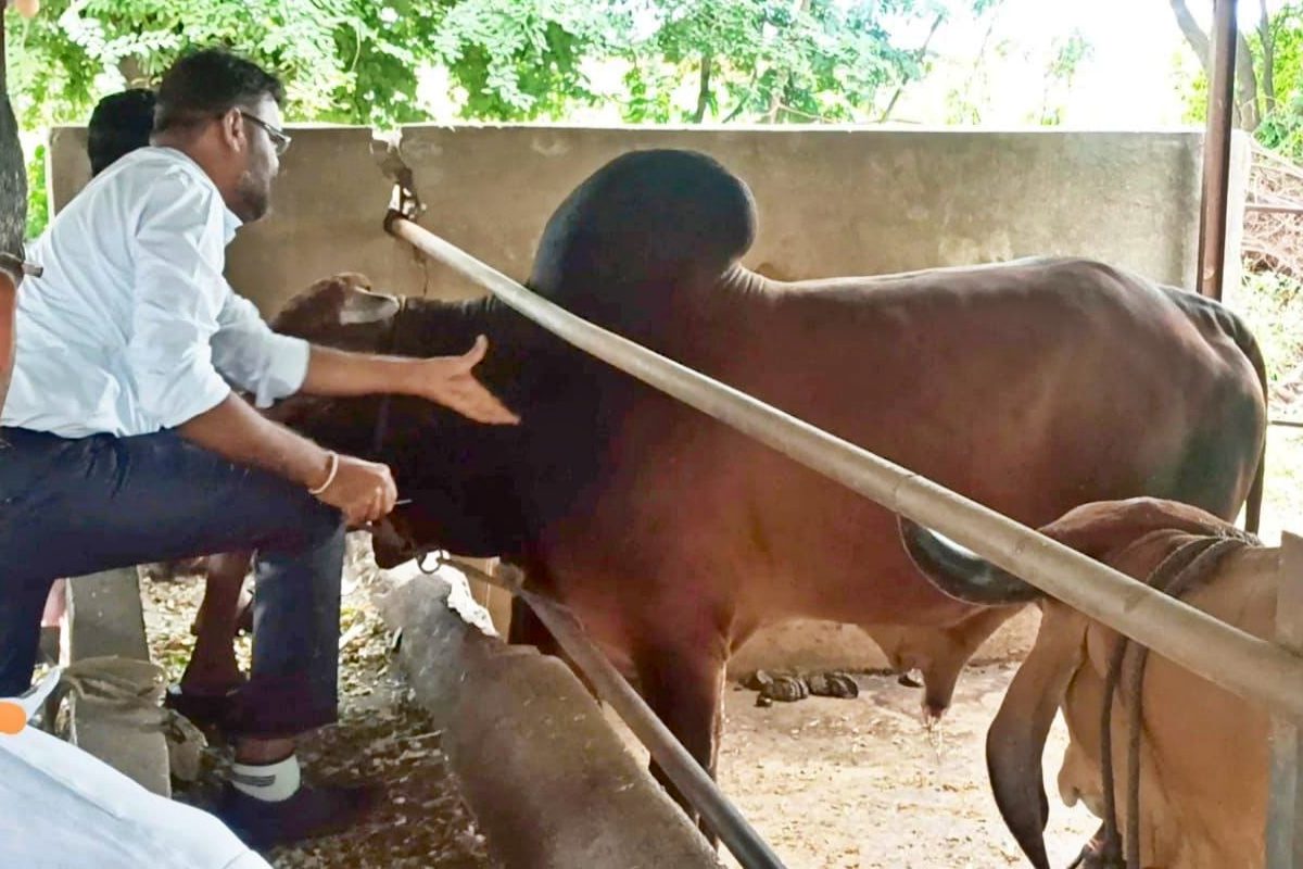 Satara : 'लम्पी'मध्ये खासगी डॉक्टरांचे फावले, शेतकऱ्यांची सुरू आहे लूट! पाहा Video