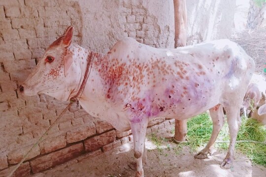 Lumpy Skin Disease : भयानक! देशावर दुधाचे संकट येणार? लम्पी स्कीन रोगामुळे देशात 50 हजार गायींचा मृत्यू