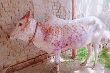 देशावर दुधाचे संकट येणार? लम्पी स्कीन रोगामुळे देशात 50 हजार गायींचा मृत्यू देशावर दुधाचे संकट येणार? लम्पी स्कीन रोगामुळे देशात 50 हजार गायींचा मृत्यू