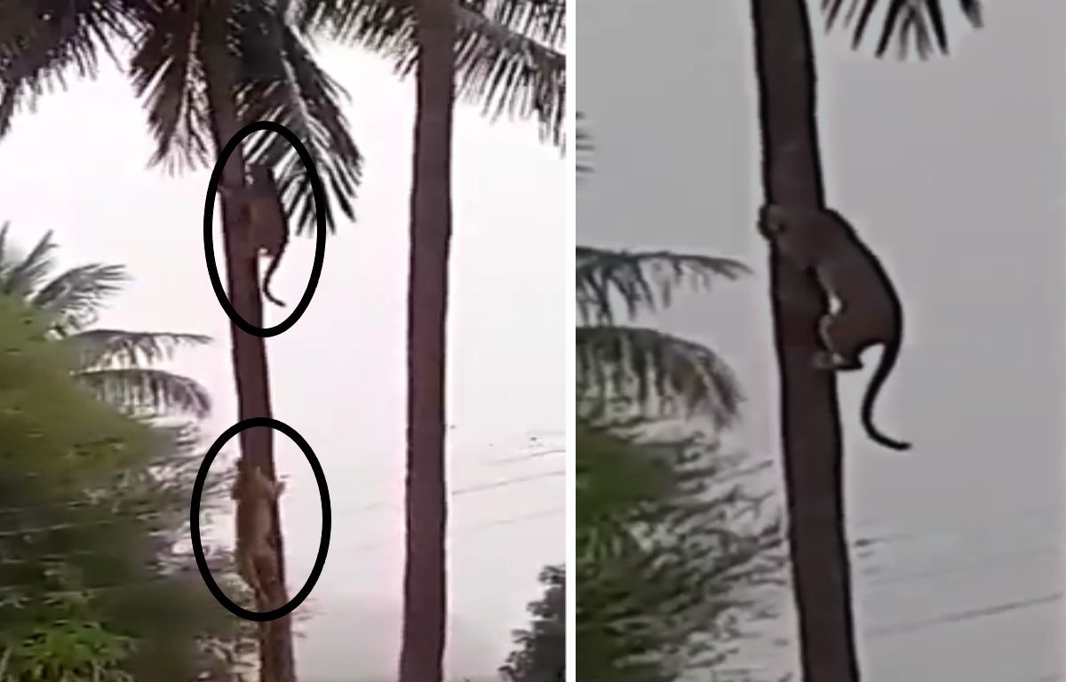 Nashik Leopard Video : नारळाच्या झाडावर दोन बिबट्याची झुंज.. झुंजीचा थरार मोबाईलमध्ये कैद.. Video