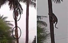 नारळाच्या झाडावर दोन बिबट्याची झुंज.. झुंजीचा थरार मोबाईलमध्ये कैद..Video नारळाच्या झाडावर दोन बिबट्याची झुंज.. झुंजीचा थरार मोबाईलमध्ये कैद..Video