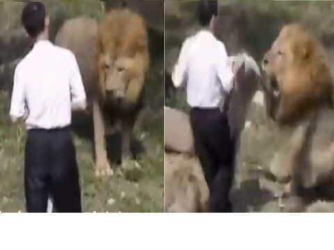 सिंहाचा व्यक्तीवर भयानक हल्ला.