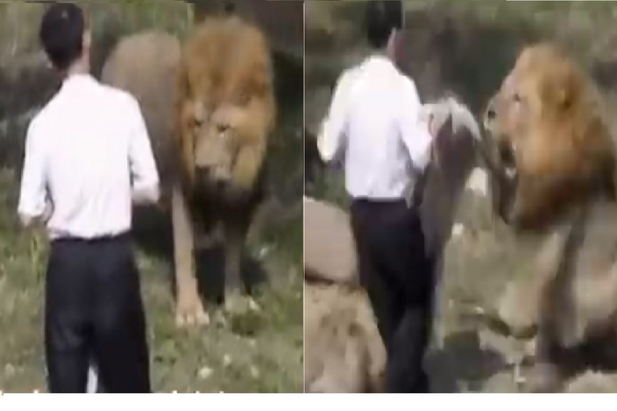 सिंहाचा व्यक्तीवर भयानक हल्ला.