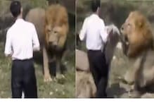 बापरे! छाती ताणून सिंहांसोबत गप्पा मारायला गेला...; तरुणाचं काय झालं पाहा VIDEO