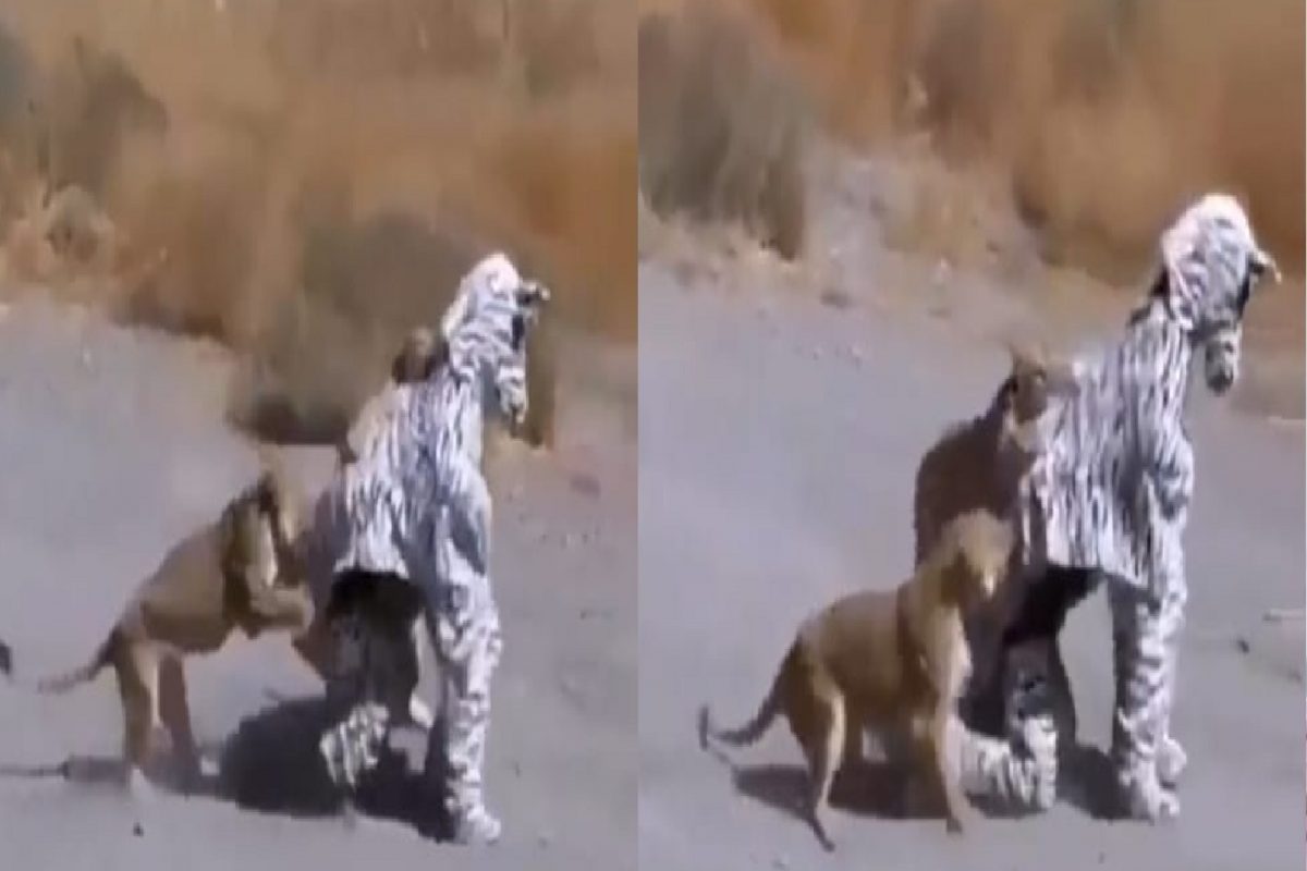 झेब्रा बनलेल्या तरुणांवर सिंहांचा हल्ला.
