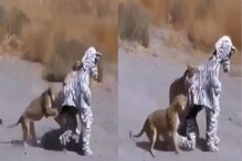 VIDEO - झेब्रा बनून प्राण्यांच्या कळपात घुसले तरुण; सिंहांच्या तावडीत सापडताच... VIDEO - झेब्रा बनून प्राण्यांच्या कळपात घुसले तरुण; सिंहांच्या तावडीत सापडताच...
