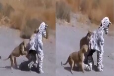 VIDEO - झेब्रा बनून प्राण्यांच्या कळपात घुसले तरुण; सिंहांच्या तावडीत सापडताच...