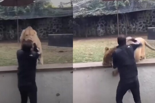 सिंह आणि तरुणाचा हैराण करणारा व्हिडीओ.