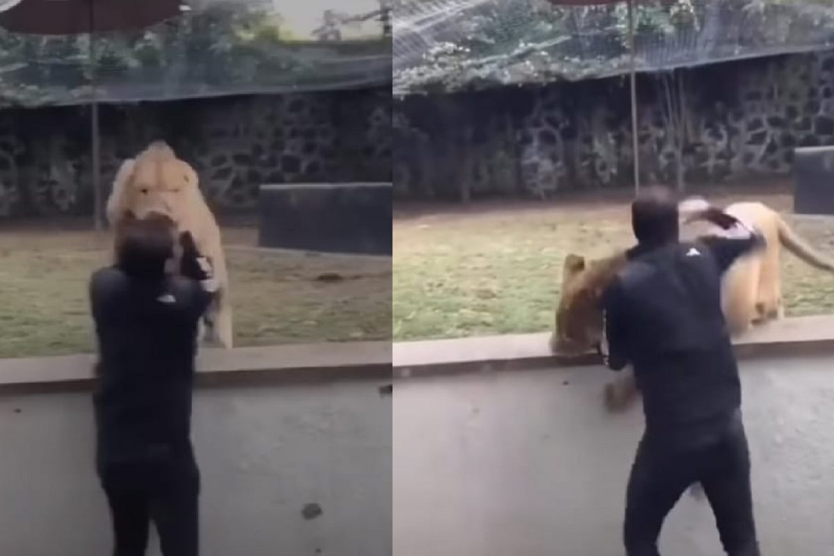 सिंह आणि तरुणाचा हैराण करणारा व्हिडीओ.