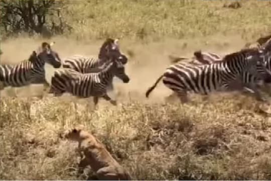 शिकारीला आलेल्या सिंहांना झेब्राने तुडवलं.