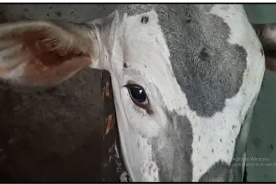 या विषाणूची लागण झाल्याने जनावरांना ताप येऊन दूध उत्पादन घटण्याची शक्यता असते. जनावरे चारा खात नाही