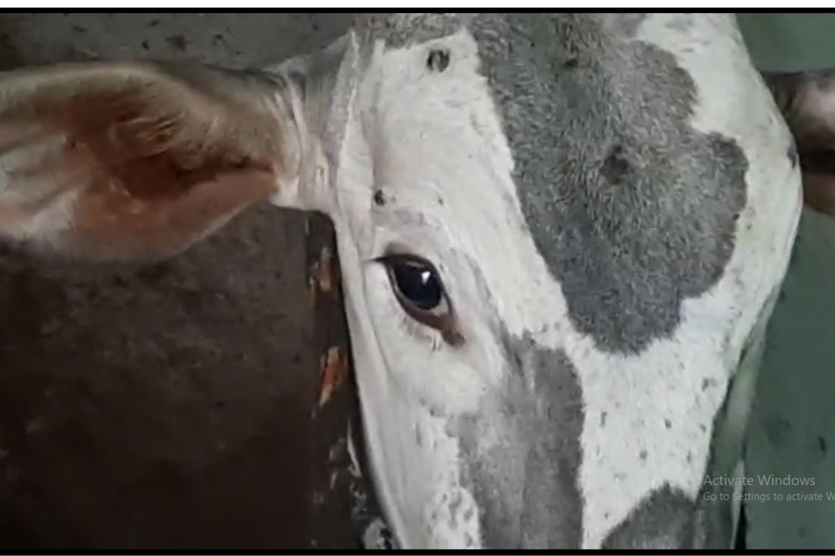 या विषाणूची लागण झाल्याने जनावरांना ताप येऊन दूध उत्पादन घटण्याची शक्यता असते. जनावरे चारा खात नाही