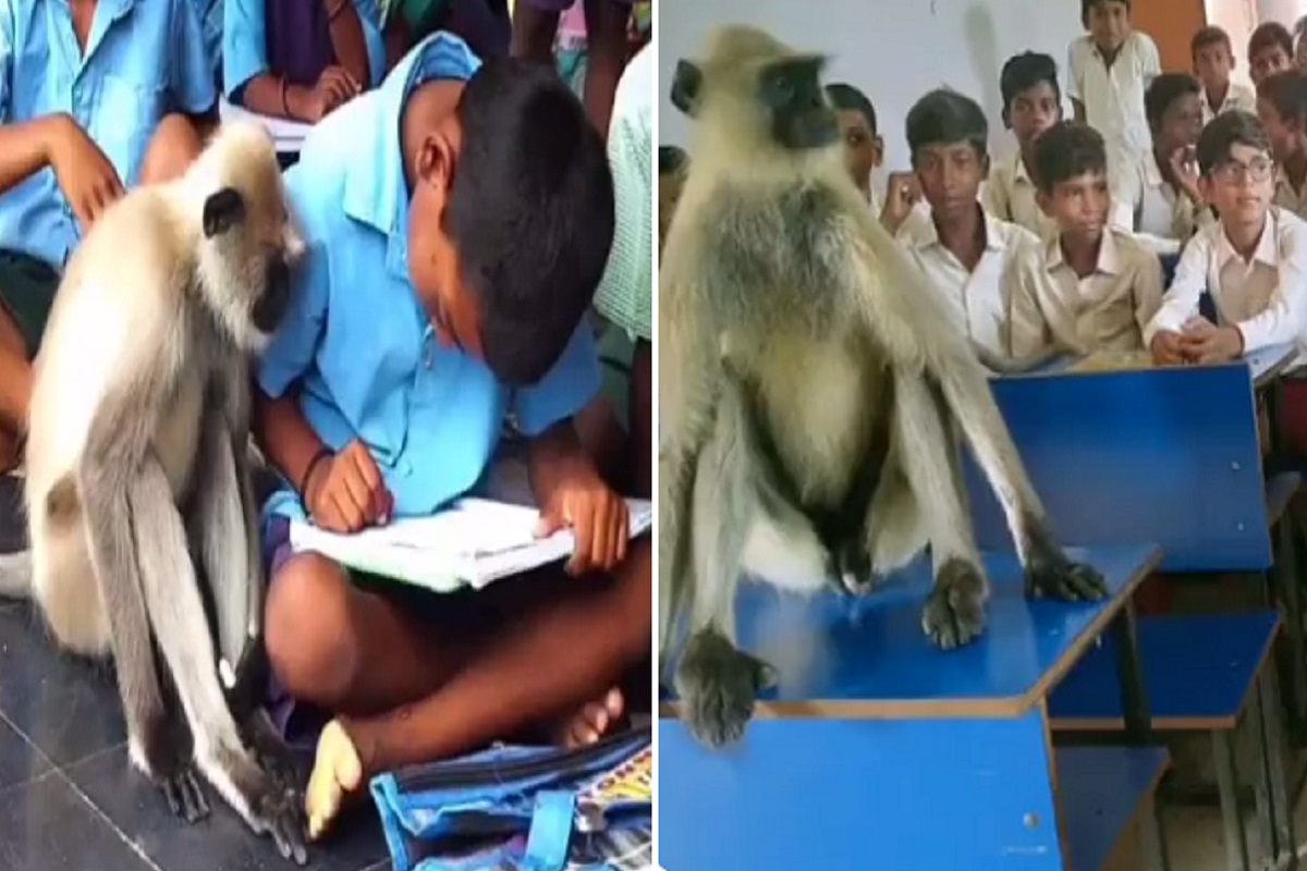 'स्कूल चले हम' विद्यार्थी नाही तर चक्क वानरालाच लागली शिक्षणाची गोडी, पाहा Video
