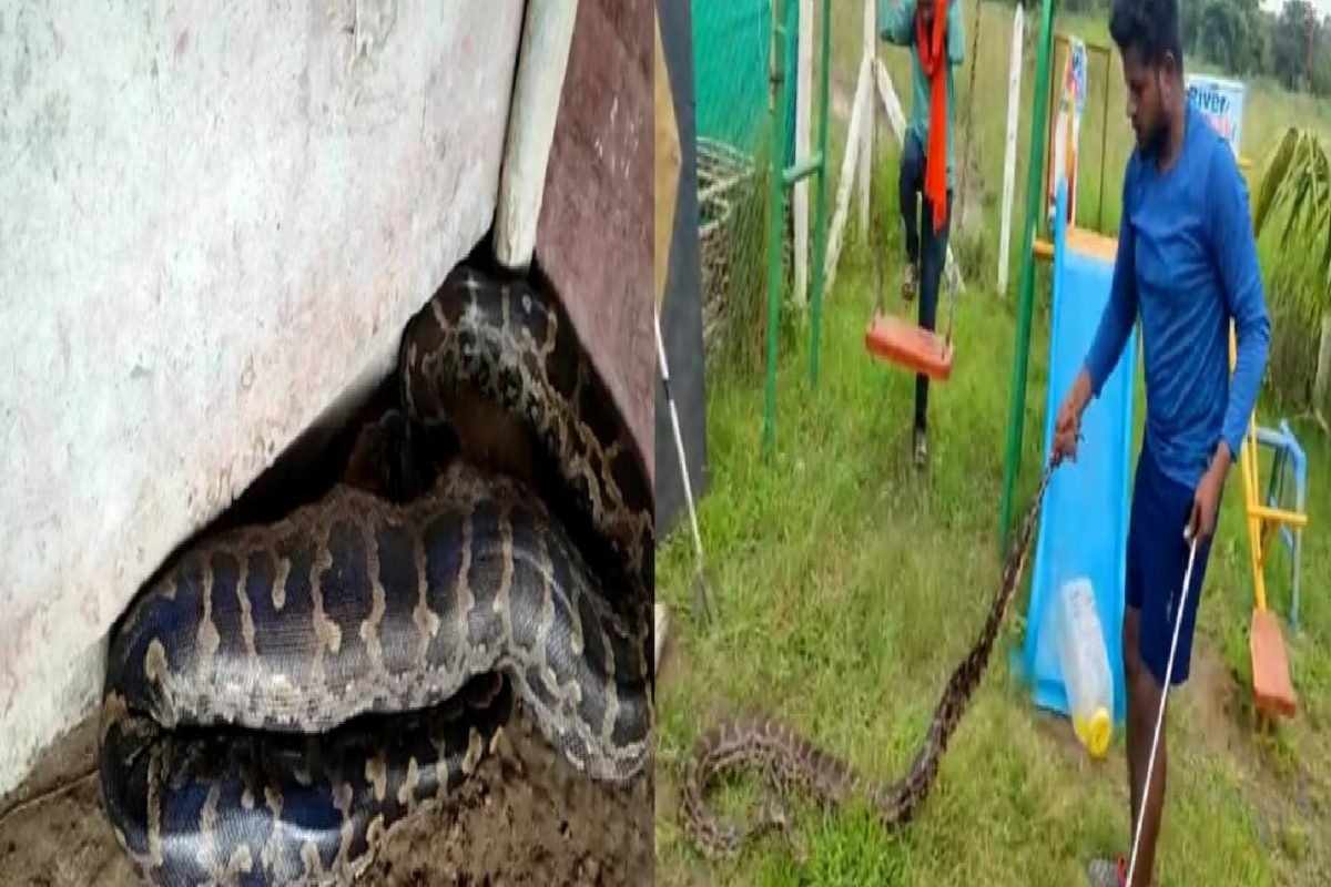 नागपुरात शेतात सापडला महाकाय अजगर.