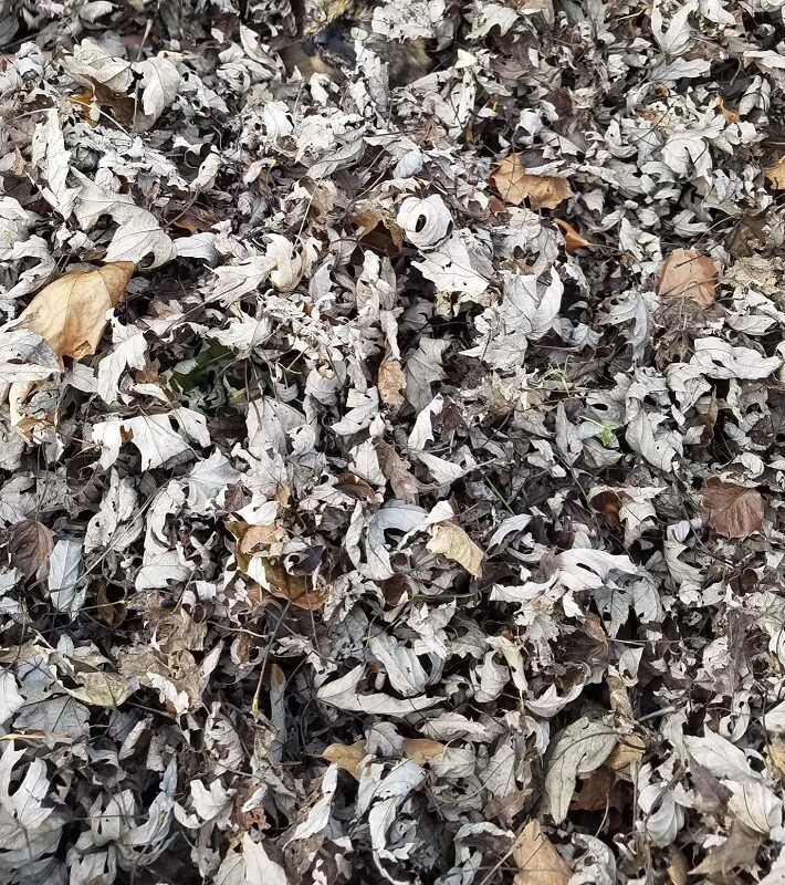 सोर्स : गुगल