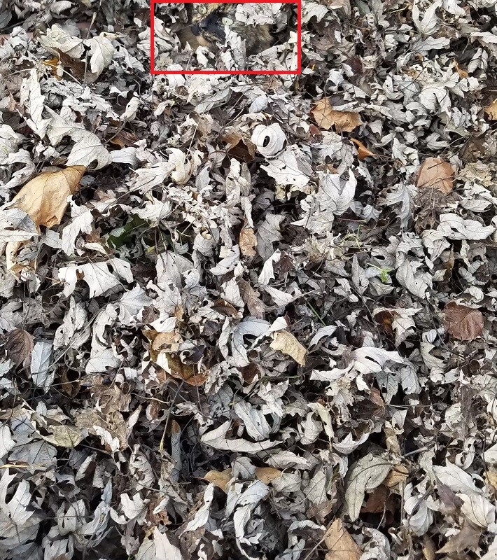 सोर्स : गुगल