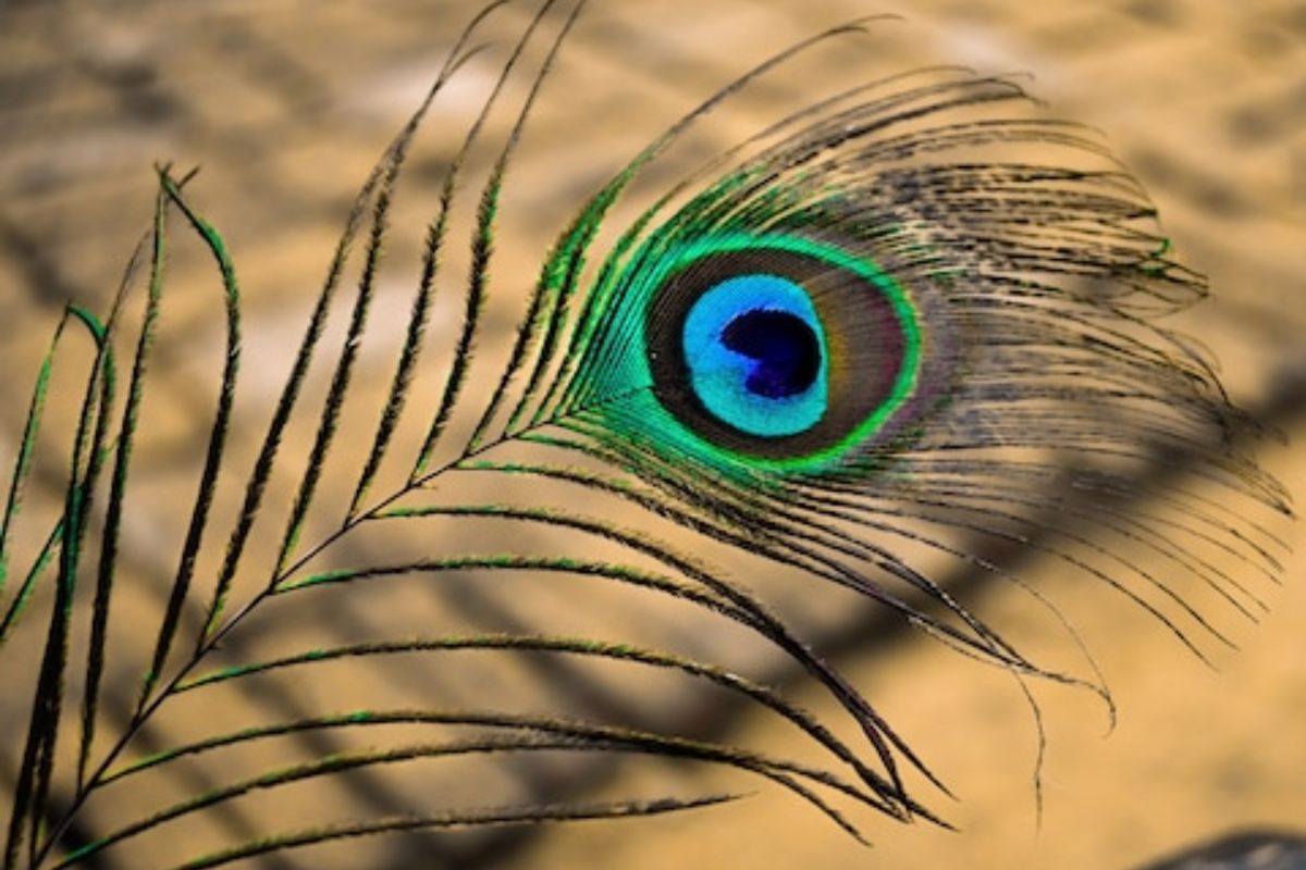 Vastu Tips : मोरपंखाच्या या साध्या सोप्या उपायाने होईल धनलाभ, हातात टिकेल पैसा