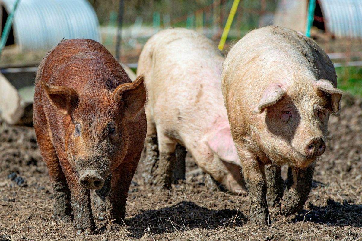 प्रतिकात्मक फोटो