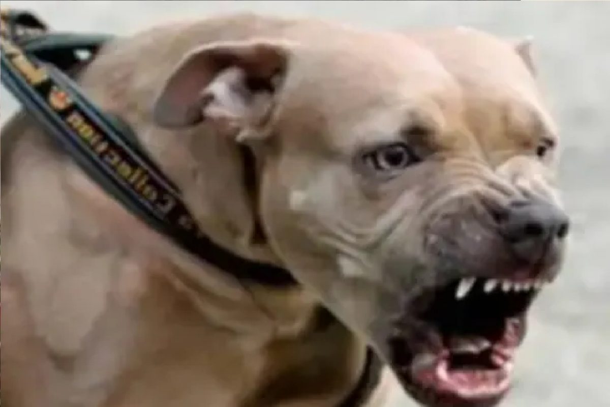 पिटबुल कुत्र्याचा 10 वर्षांच्या मुलावर हल्ला.