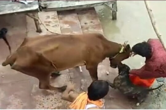 पिटबुल डॉगचा गायीवर हल्ला