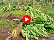 Video : वादळी वाऱ्यासह तुफान पाऊस; फळबागा जमीनदोस्त, पिकांचेही अतोनात नुकसान Video : वादळी वाऱ्यासह तुफान पाऊस; फळबागा जमीनदोस्त, पिकांचेही अतोनात नुकसान