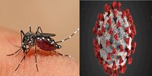Covid-19 आणि Dengu मध्ये काय आहे फरक? डॉक्टरांनी सांगितली सोपी पद्धत Covid-19 आणि Dengu मध्ये काय आहे फरक? डॉक्टरांनी सांगितली सोपी पद्धत