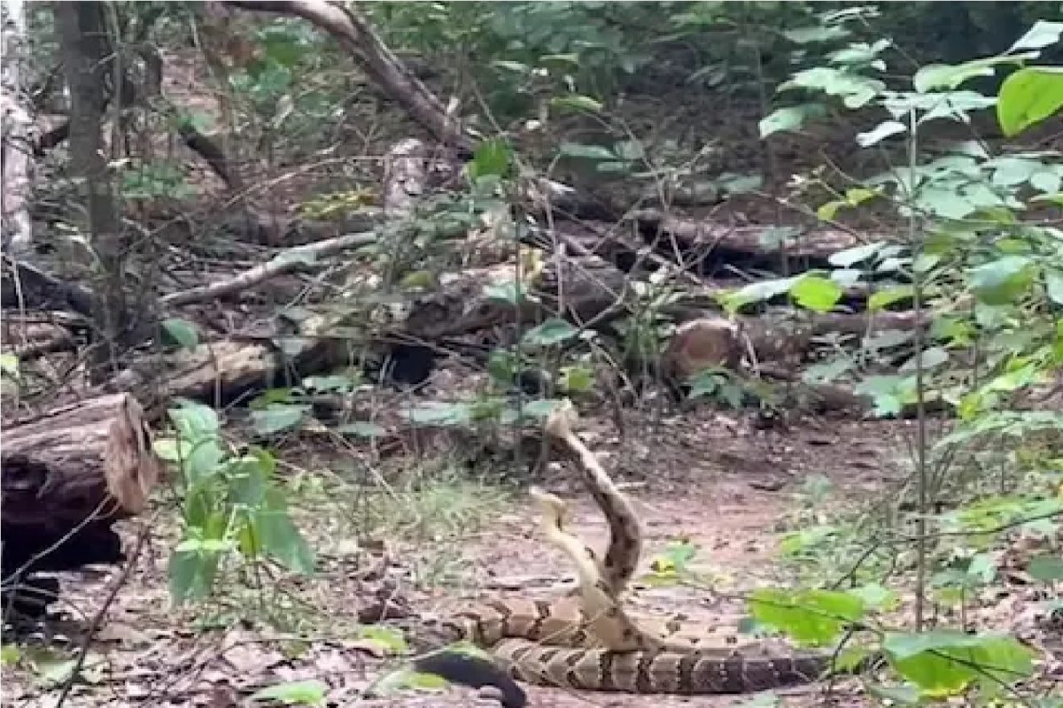 2 सापांच्या लढाईचा व्हिडीओ.