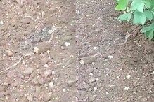 OMG! सापालाही फुटली शिंगं; विश्वास बसत नाही तर पाहा हा VIDEO