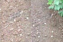 OMG! सापालाही फुटली शिंगं; विश्वास बसत नाही तर पाहा हा VIDEO OMG! सापालाही फुटली शिंगं; विश्वास बसत नाही तर पाहा हा VIDEO