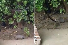 साप आणि मुंगूस यांच्या लढाईत कोण जिंकेल? VIDEO ठरतो चर्चेचा विषय साप आणि मुंगूस यांच्या लढाईत कोण जिंकेल? VIDEO ठरतो चर्चेचा विषय