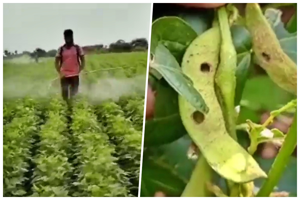 Video : धक्कादायक! चारवेळा फवारणी करूनही कीड कायम, किटकनाशकंही ठरली फेल