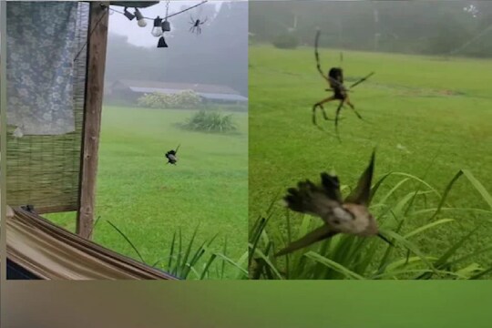 कोळी आणि पक्ष्याचा व्हिडीओ.