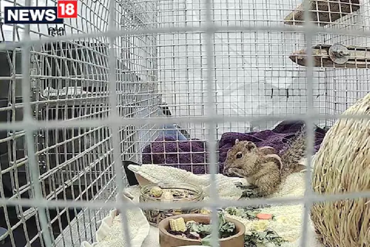 खारुताईसोबत घडली अशी गोष्ट, वाचून तुम्ही म्हणाल, ''मला पण खारुताई व्हावसं वाटतंय''